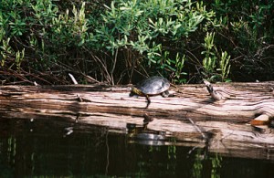 Turtle