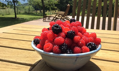 bowl of berries