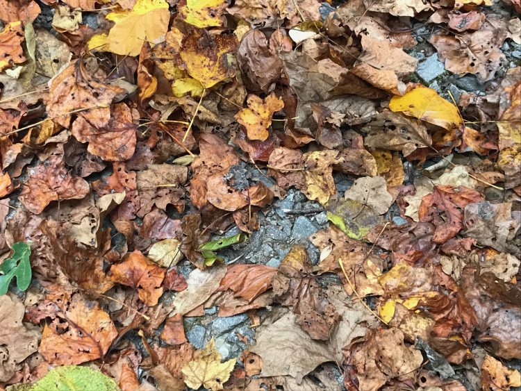 fall leaves, Swannanoa, NC photo by Caroline Proctor